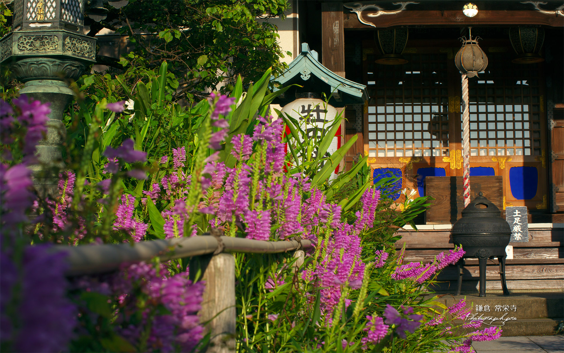鎌倉常栄寺 ハナトラノオ