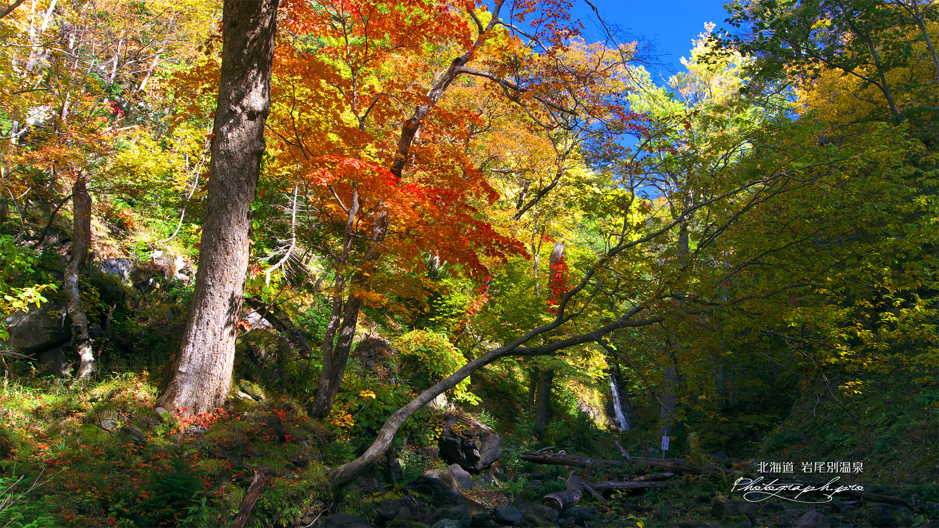 岩尾別温泉の紅葉