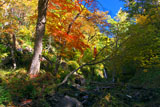 岩尾別温泉の紅葉