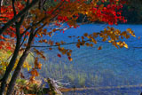 紅葉と流木