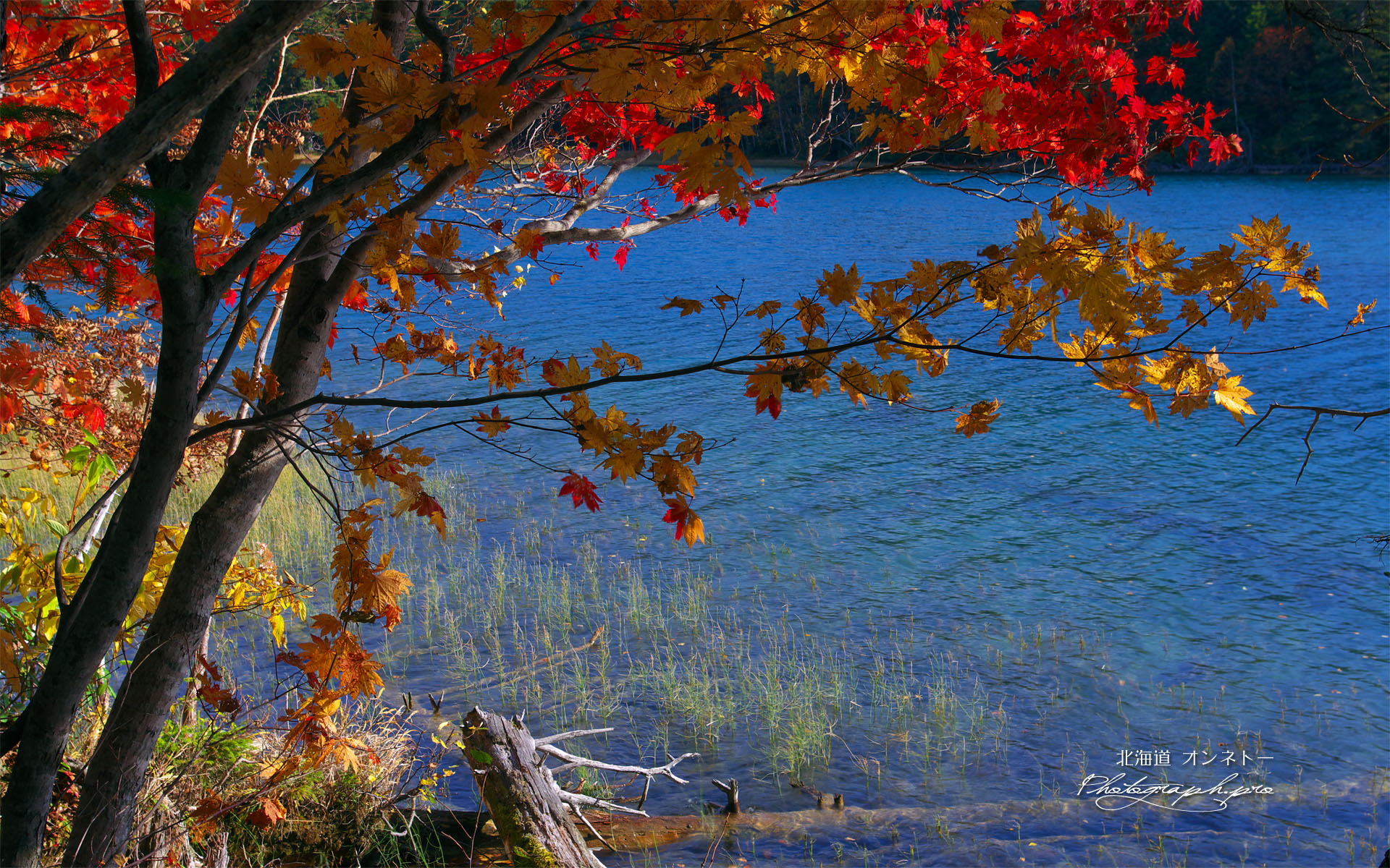 紅葉と流木