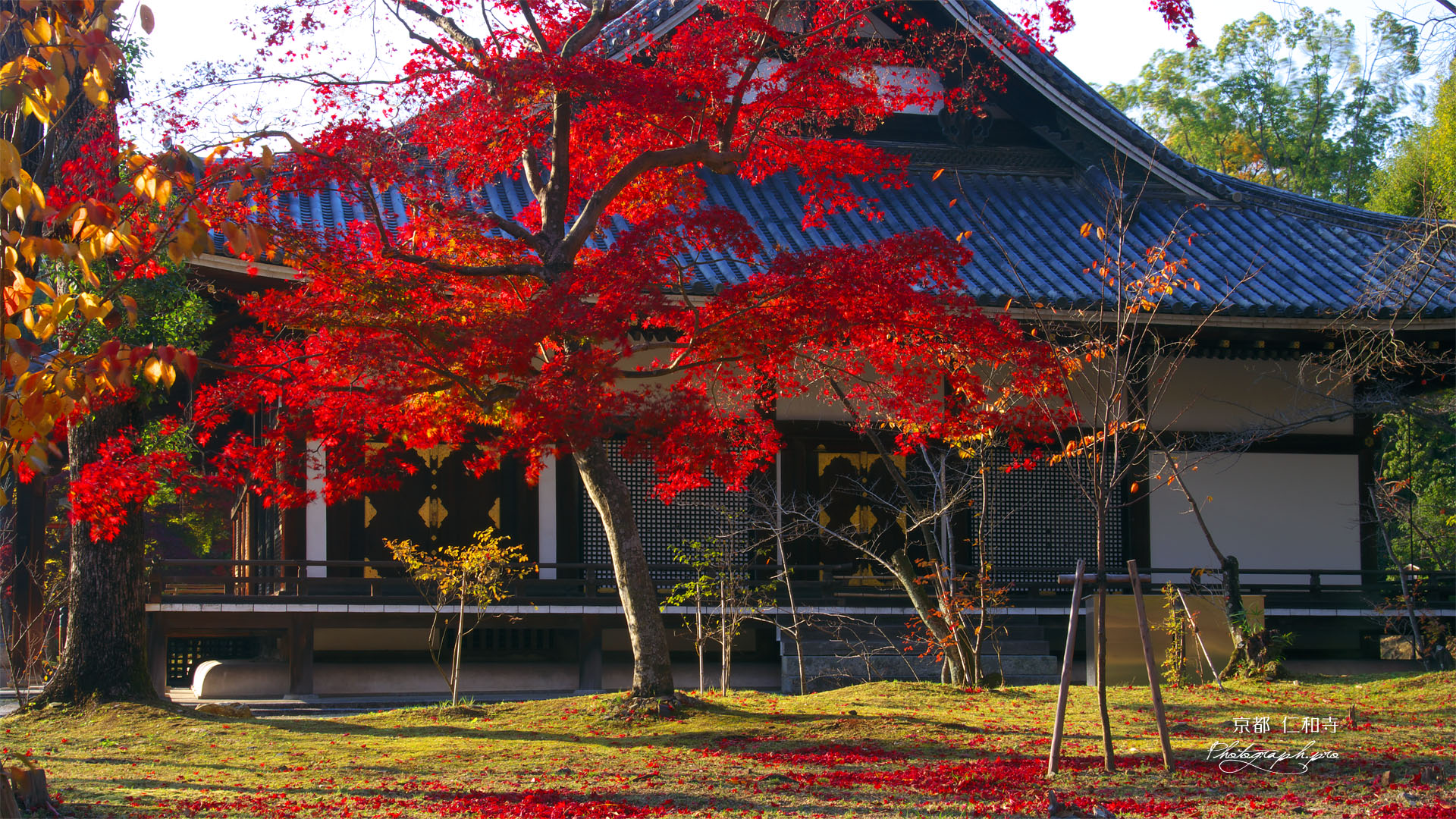 仁和寺金堂の紅葉