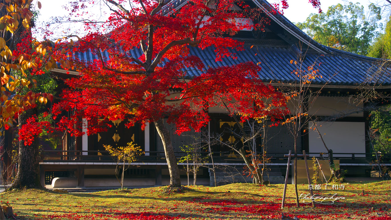 仁和寺金堂の紅葉 壁紙