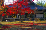 仁和寺金堂の紅葉