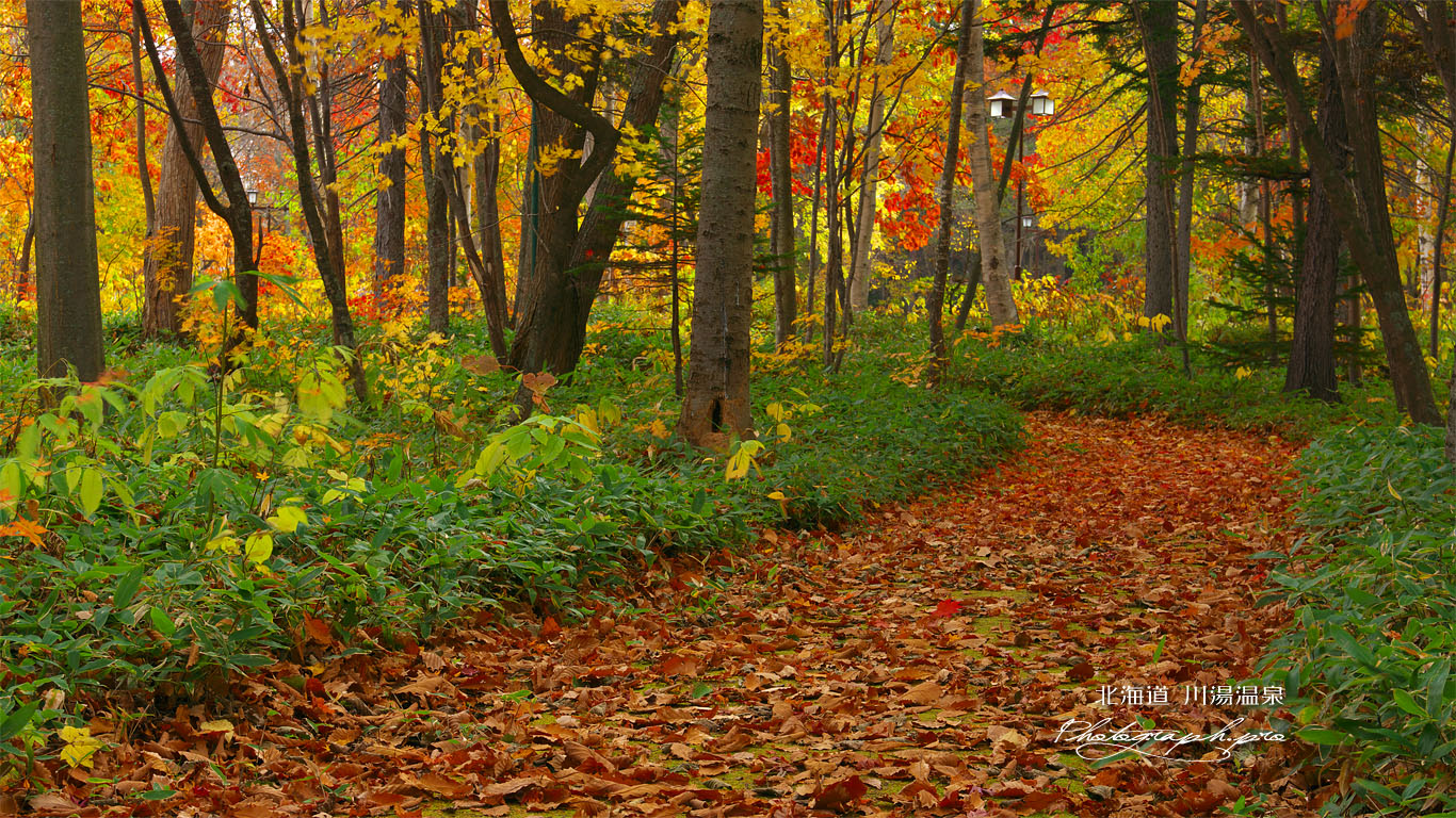川湯の森の紅葉 壁紙