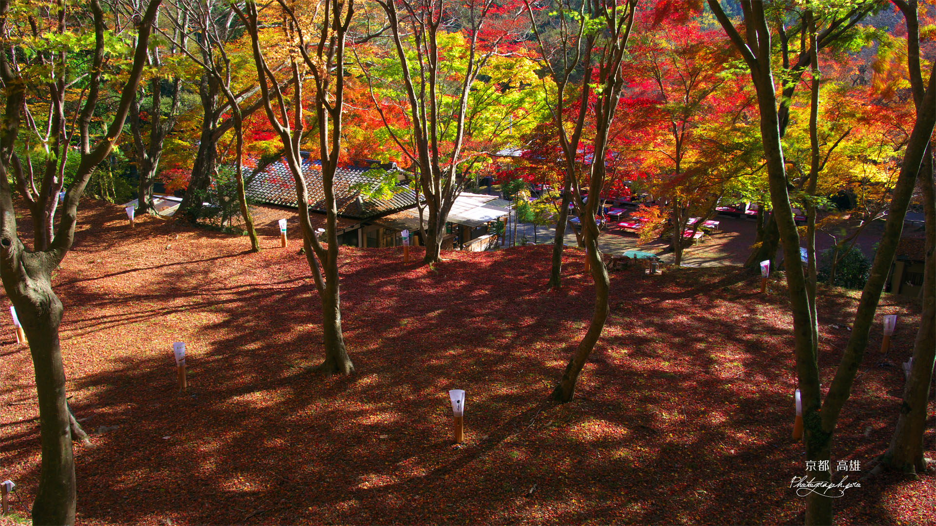 高雄の紅葉の絨毯