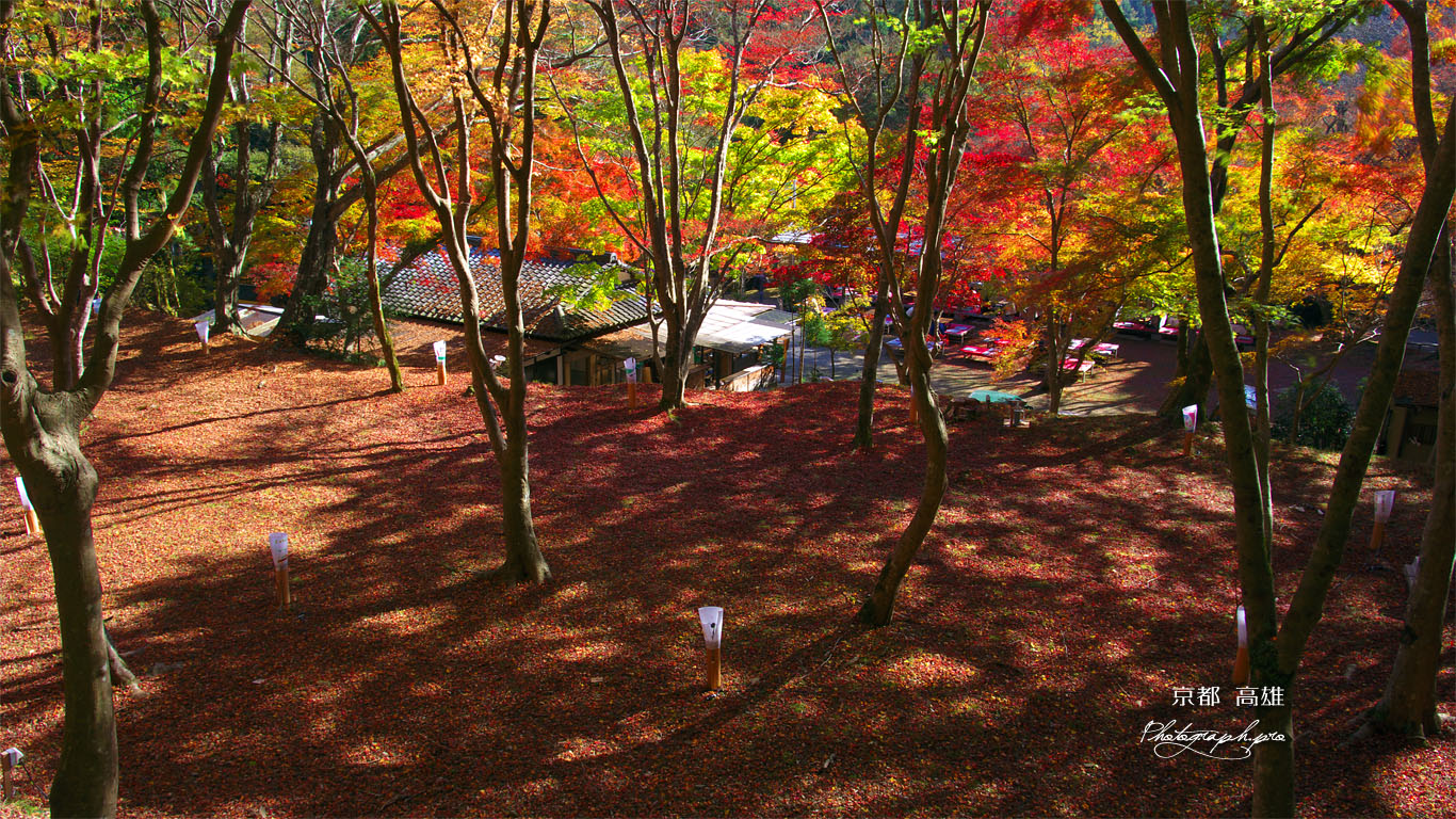 高雄の紅葉の絨毯 壁紙