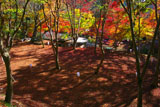 高雄の紅葉の絨毯