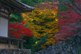 神護寺五大堂と三色紅葉
