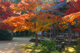 西明寺の紅葉と鐘楼