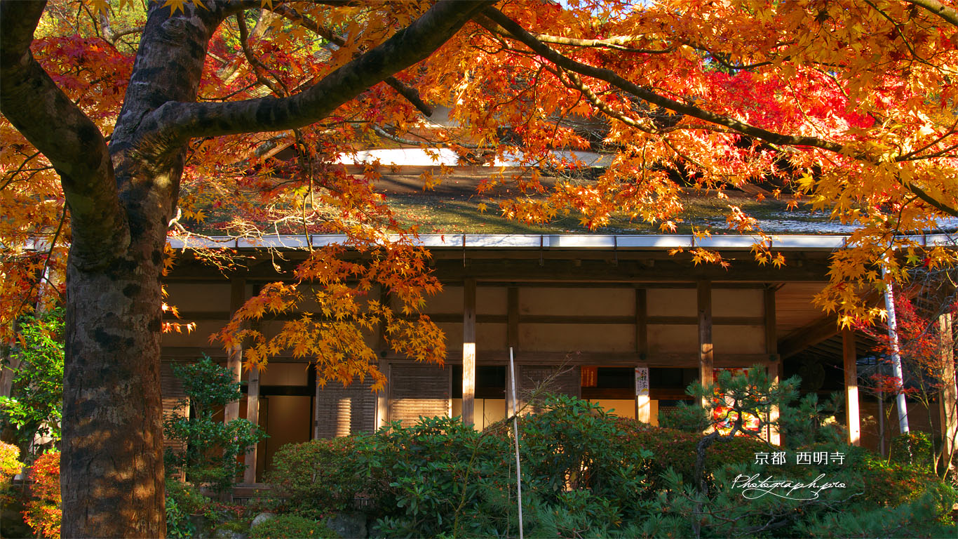 西明寺の紅葉と客殿 壁紙