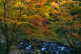 梅ケ畑 紅葉と清滝川