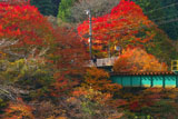 貴船口駅の紅葉