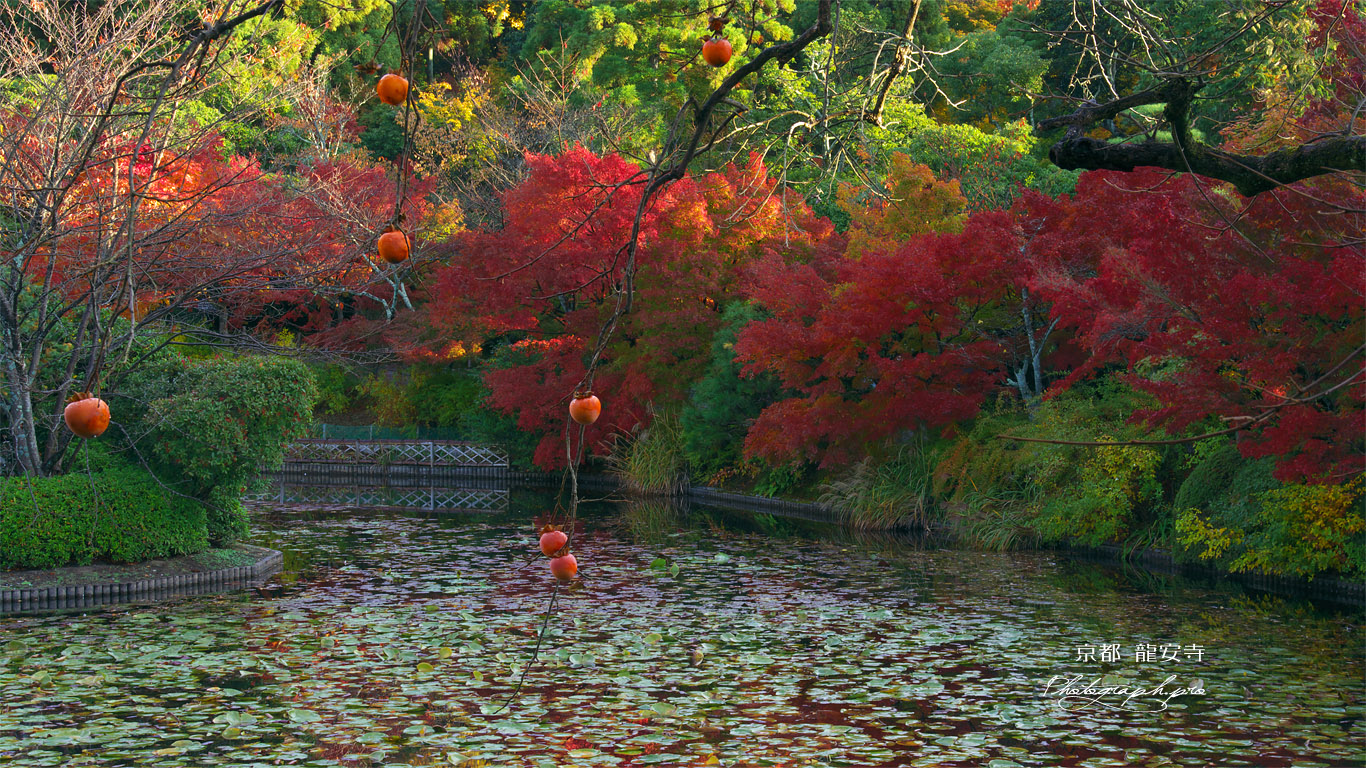 龍安寺 残柿と紅葉の鏡容池 壁紙