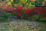 龍安寺 残柿と紅葉の鏡容池