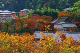 化野の紅葉