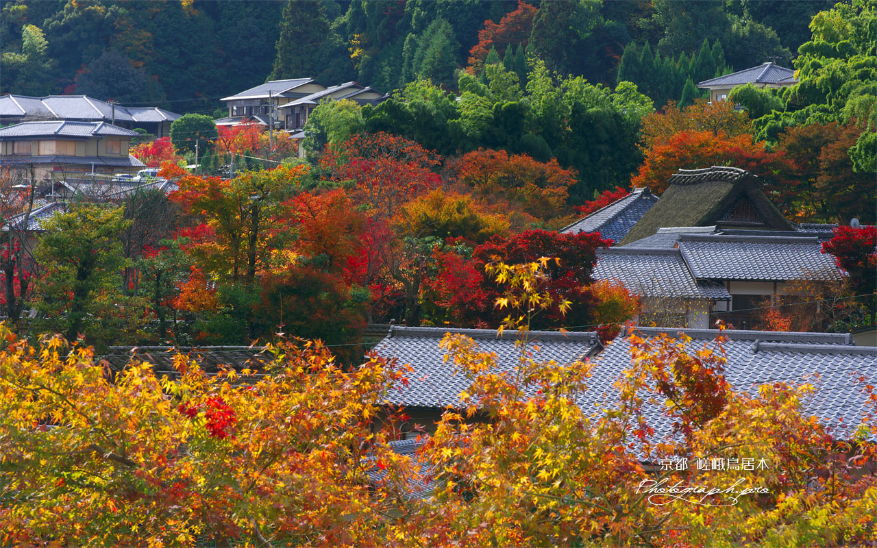化野の紅葉 壁紙