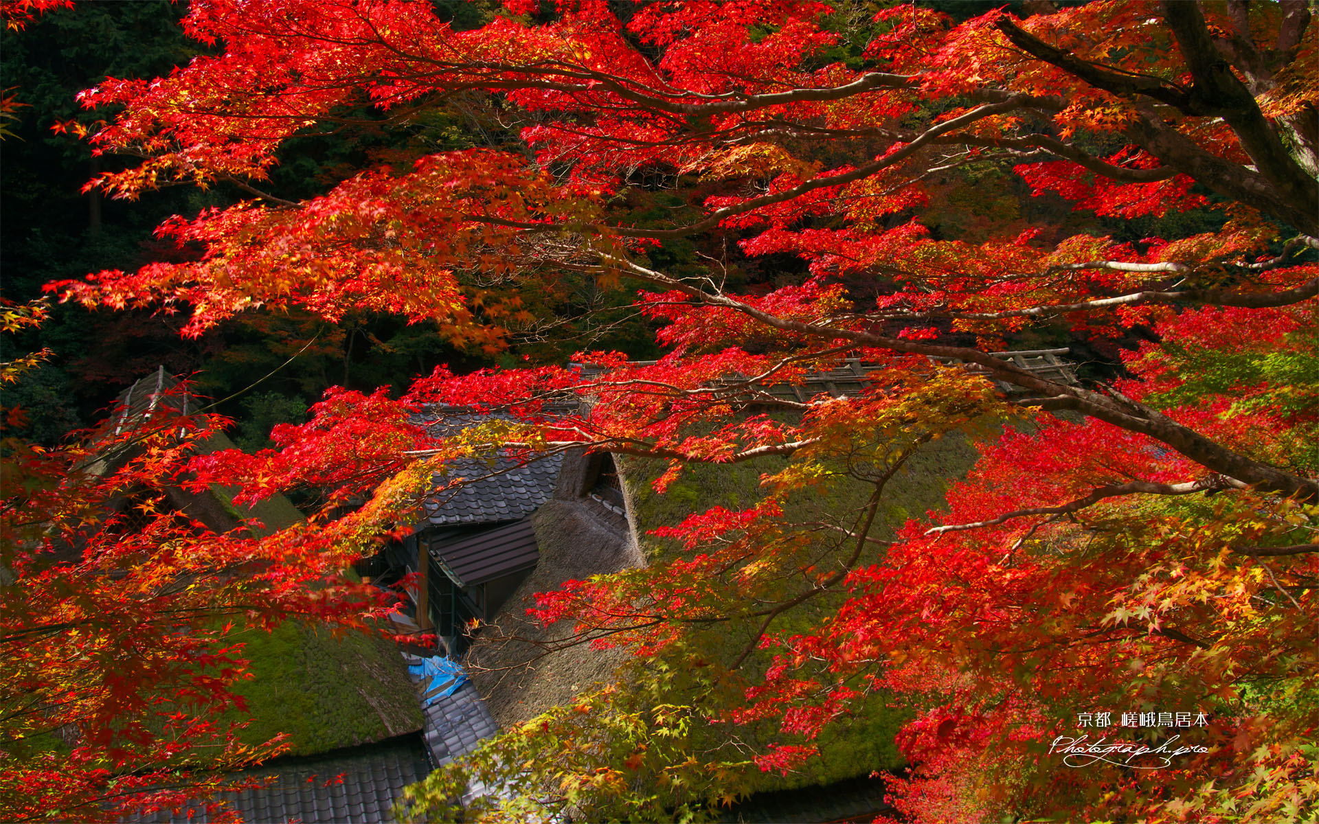嵯峨鳥居本上地区の紅葉