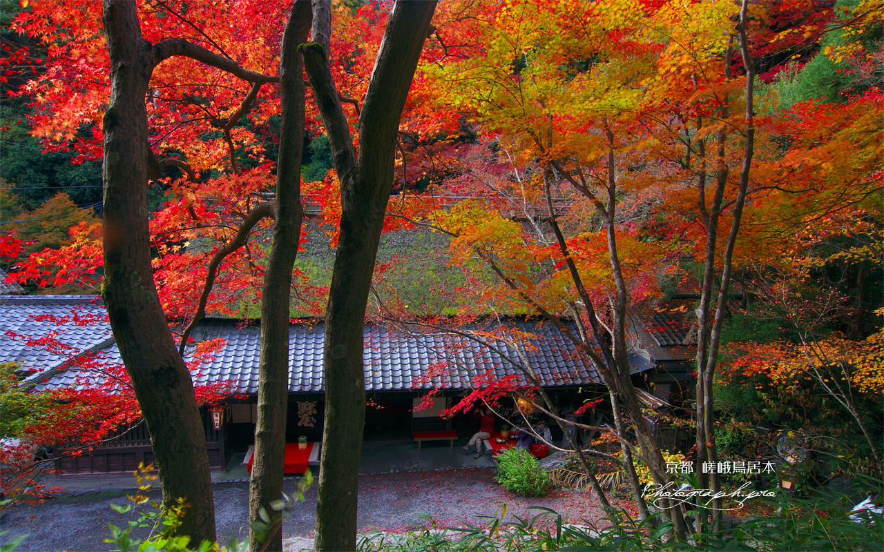 紅葉越しの平野屋 壁紙