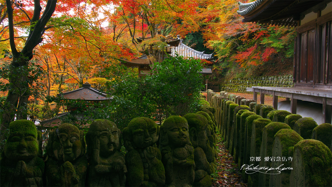 愛宕念仏寺の阿羅漢と紅葉 壁紙