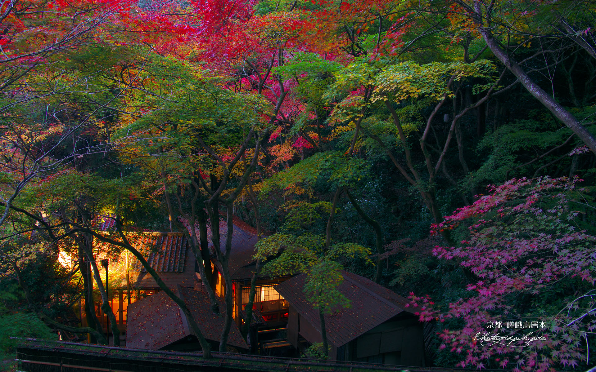宵の三色紅葉