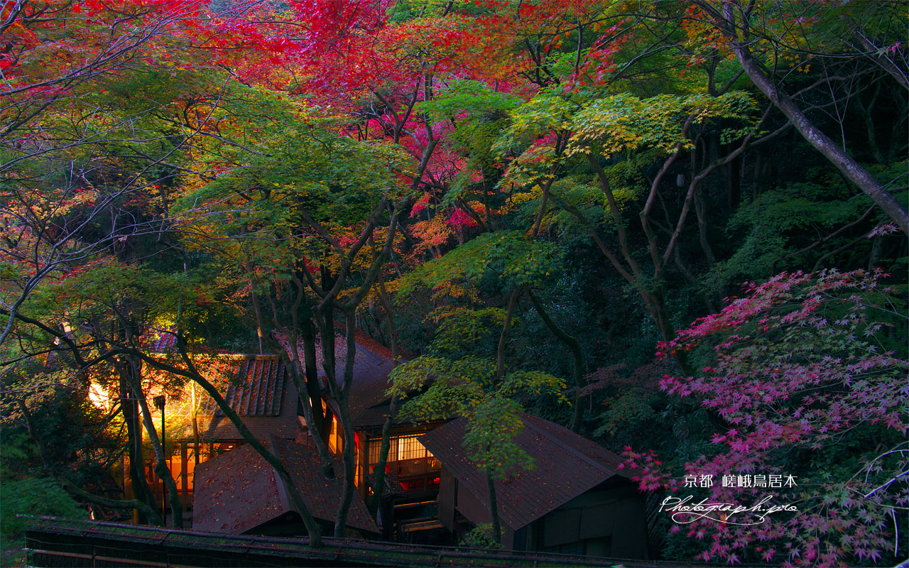 宵の三色紅葉 壁紙