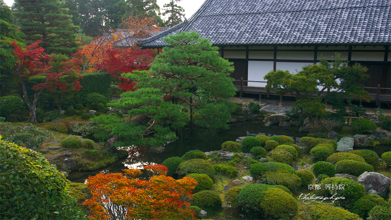 京都等持院 西苑の紅葉 壁紙