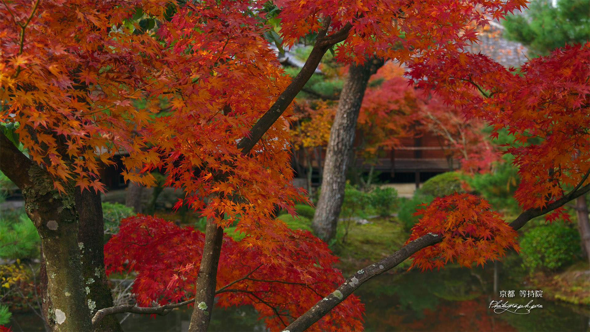 京都等持院 東苑の紅葉