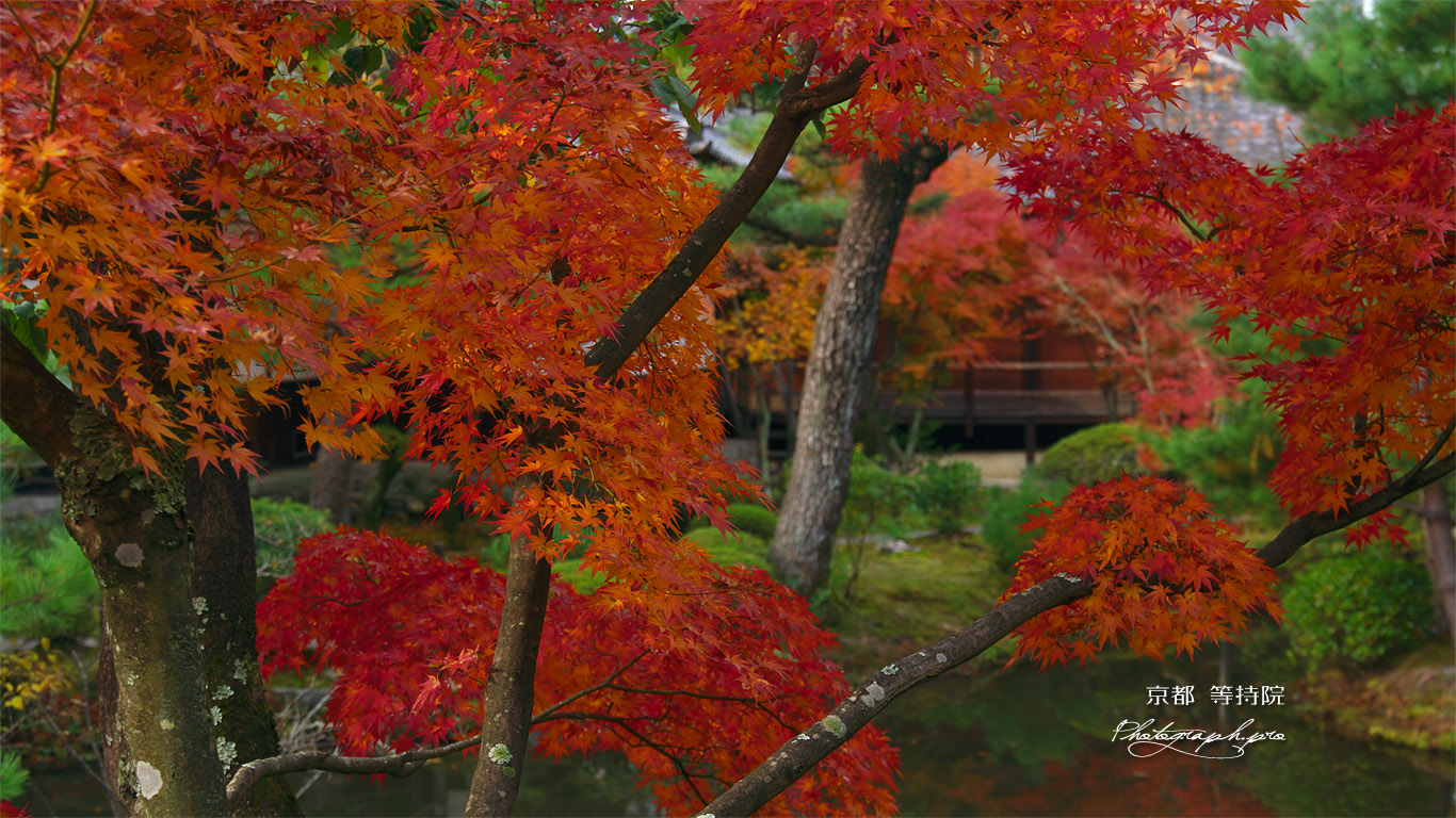 京都等持院 東苑の紅葉 壁紙