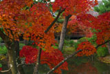 京都等持院 東苑の紅葉