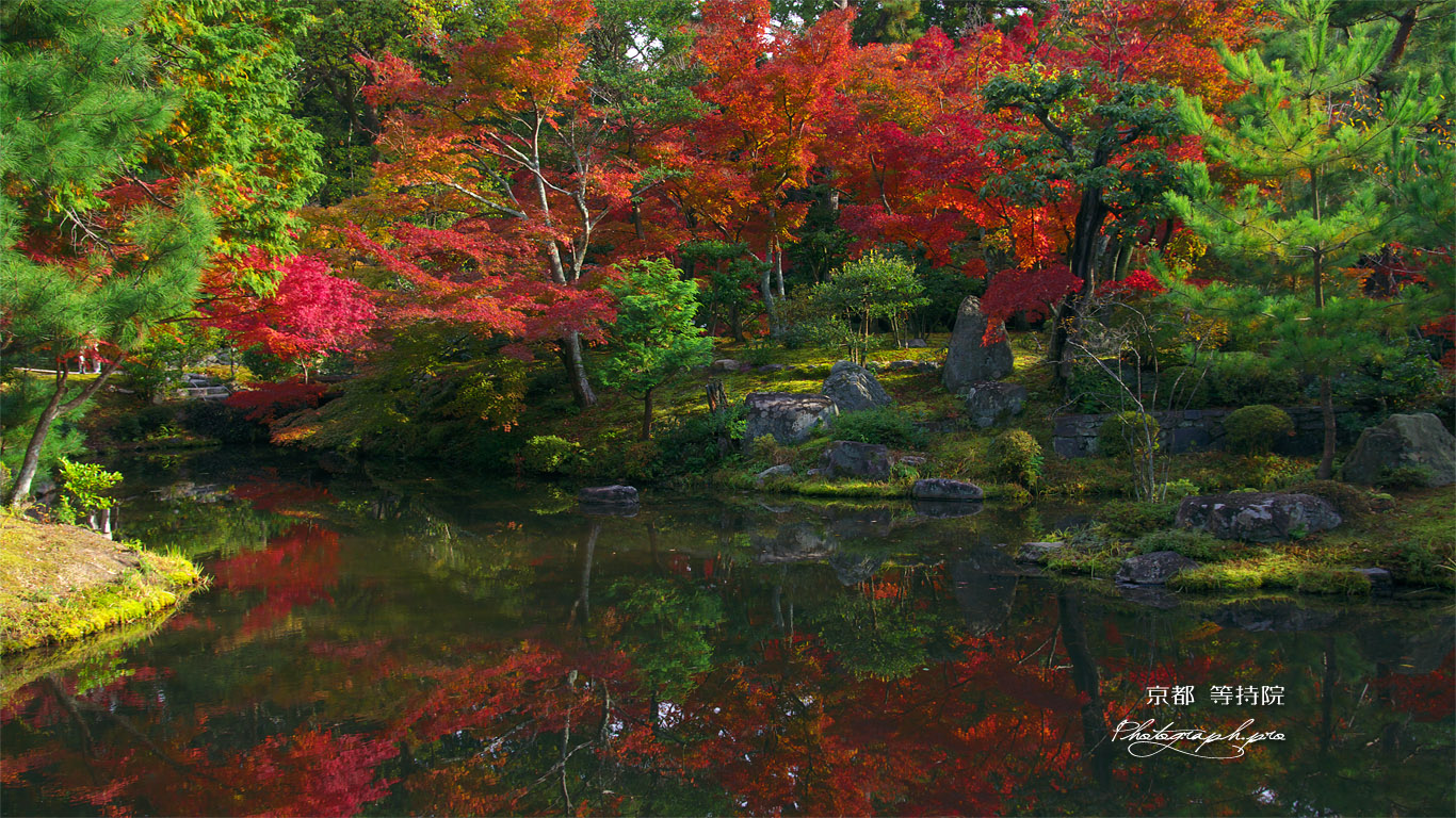 京都等持院 東苑心字池の水映紅葉 壁紙