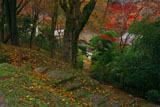 京都清滝 くれない茶屋の紅葉