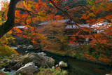 京都清滝 紅葉の金鈴渓