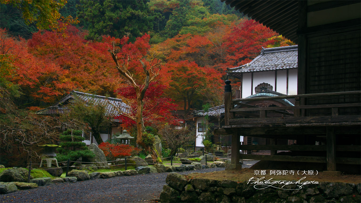 古知谷阿弥陀寺 本坊の紅葉 壁紙