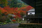 古知谷阿弥陀寺 本坊の紅葉