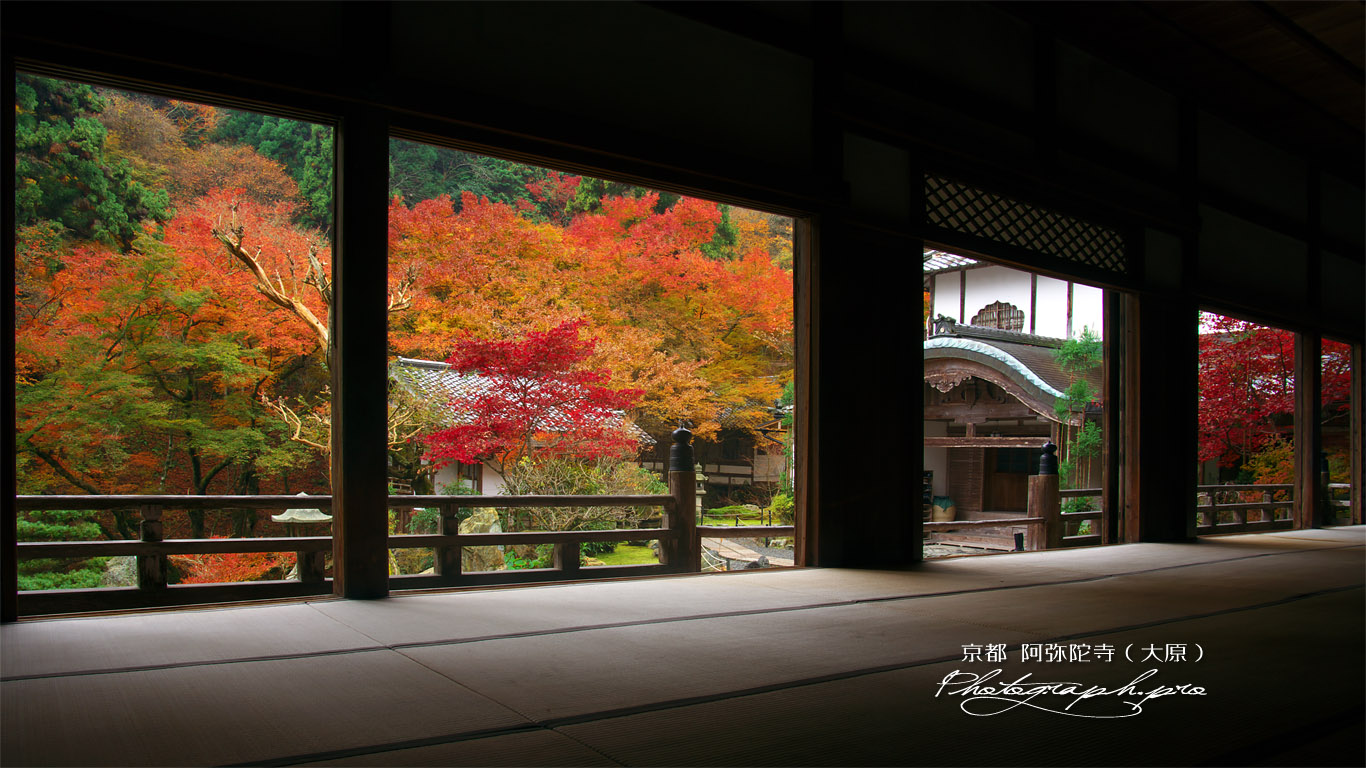 古知谷阿弥陀寺 本堂からの紅葉 壁紙