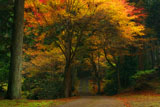 古知谷阿弥陀寺 参道の紅葉
