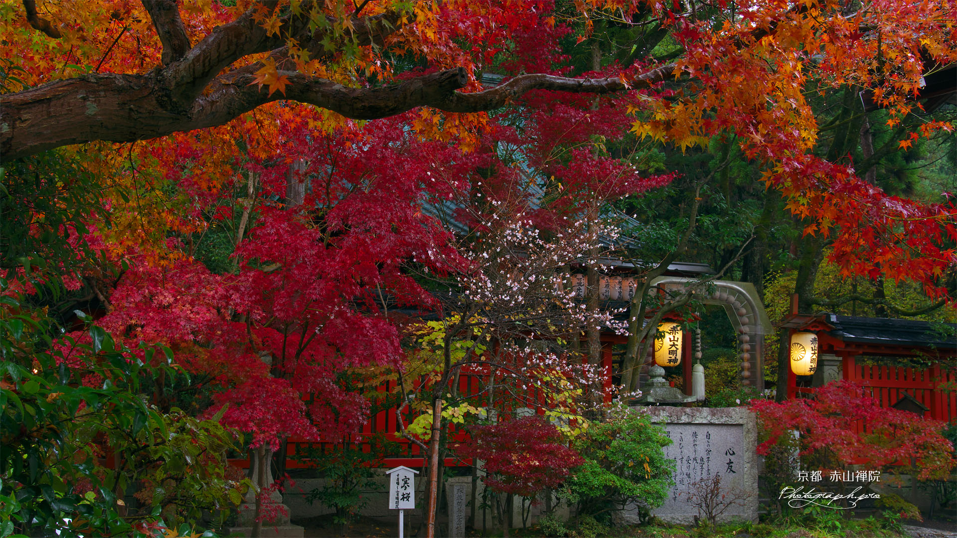 赤山禅院の寒桜と紅葉