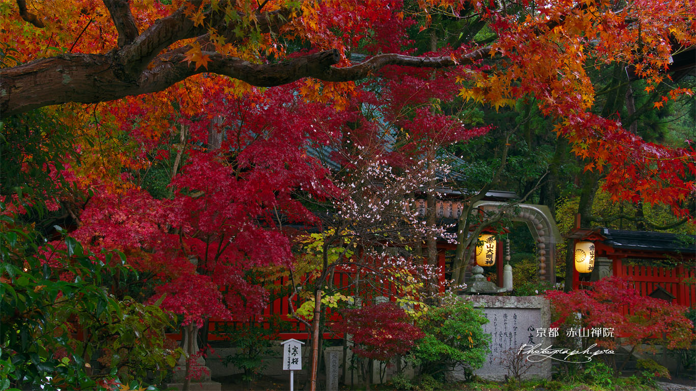 赤山禅院の寒桜と紅葉 壁紙