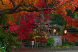 赤山禅院の寒桜と紅葉