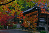 赤山禅院の三色紅葉と拝殿