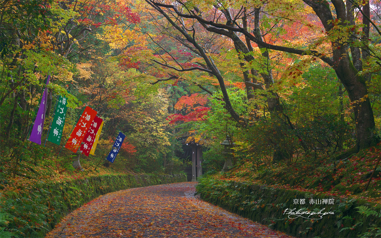 紅葉の赤山禅院参道 壁紙