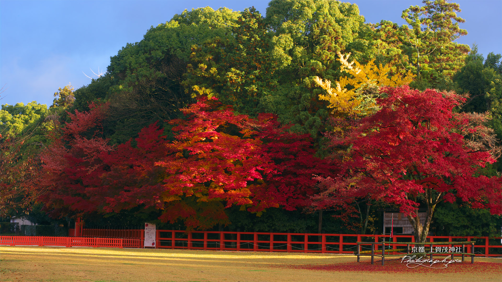 朝陽射す紅葉の上賀茂神社