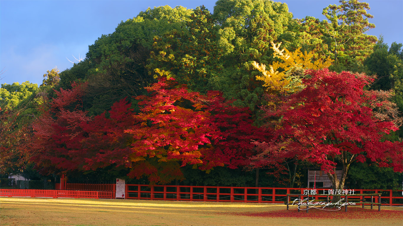 朝陽射す紅葉の上賀茂神社 壁紙
