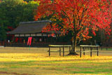 上賀茂神社 馬出しの桜の紅葉