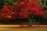 上賀茂神社 勝負のもみじの紅葉
