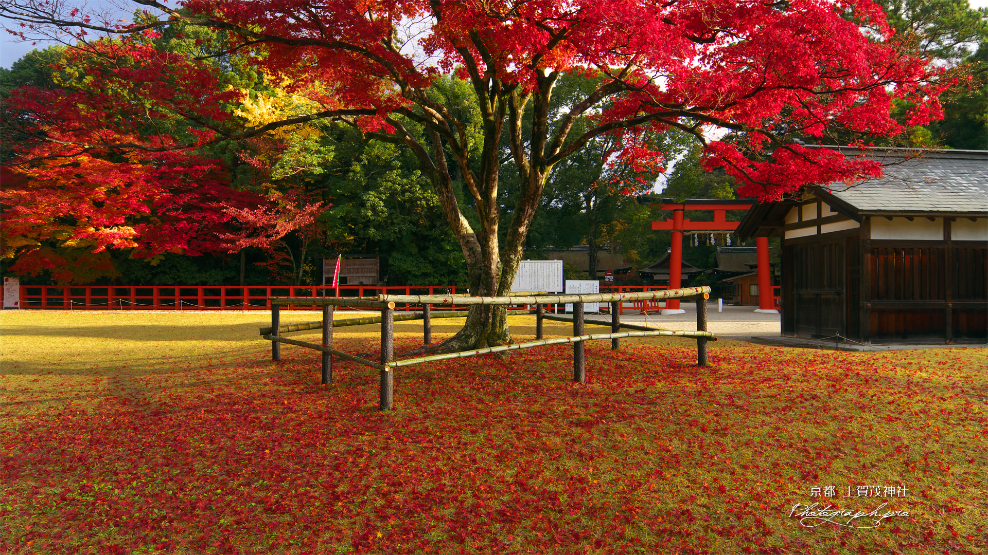 上賀茂神社 勝負の楓の散紅葉