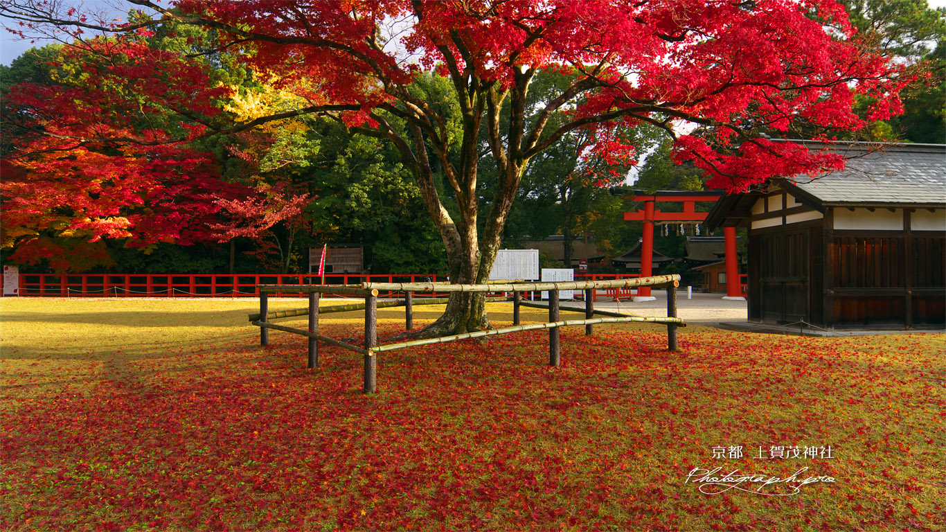 上賀茂神社 勝負の楓の散紅葉 壁紙