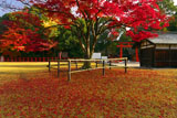 上賀茂神社 勝負の楓の散紅葉