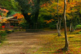 上賀茂神社 渉渓園の紅葉